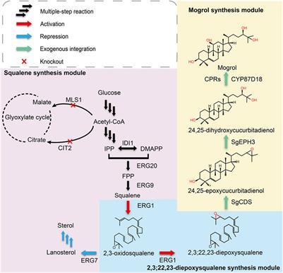 Construction and Optimization of the de novo Biosynthesis Pathway of Mogrol in Saccharomyces Cerevisiae